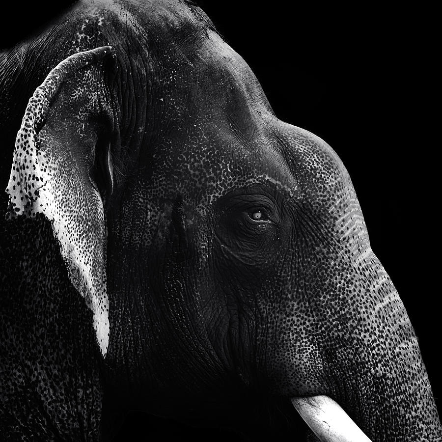 Portrait Of An Elephant Photograph by Mahesh