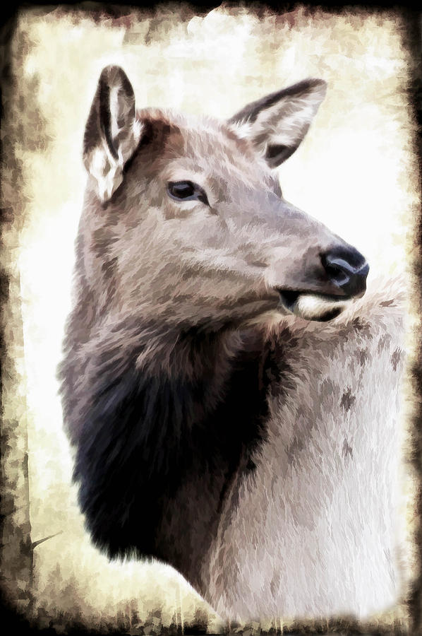 Portrait Of An Elk Photograph by Athena Mckinzie