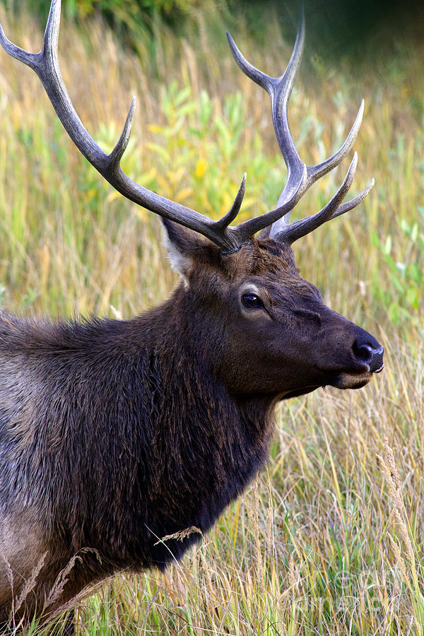 Portrait of an Elk Photograph by Karen Lee Ensley