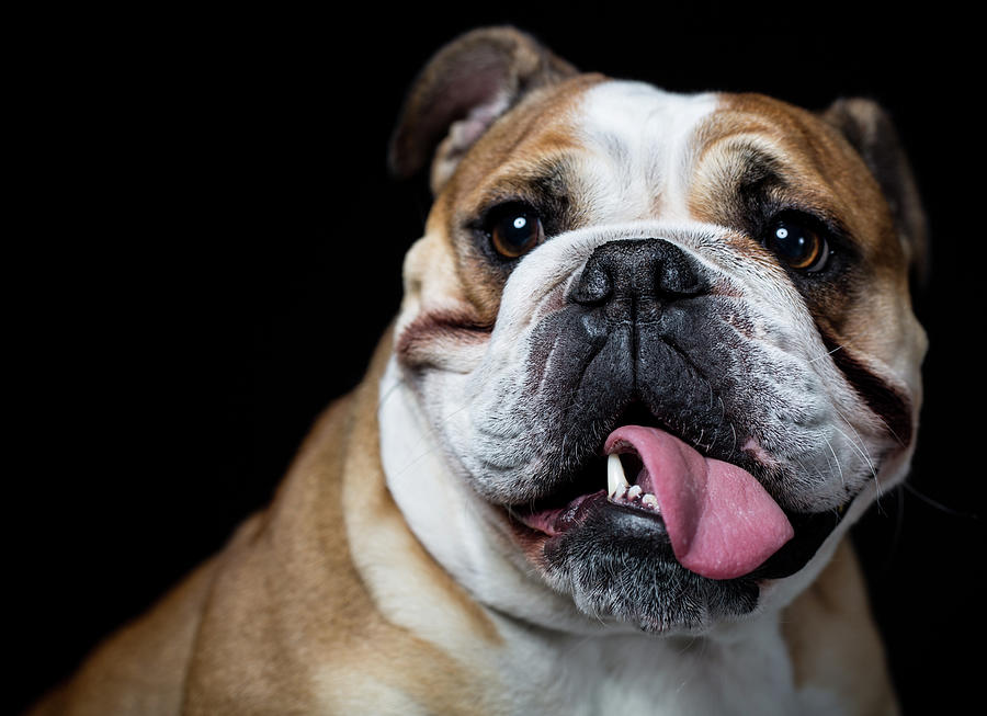 Portrait Of An English Bulldog Photograph by Alvarez