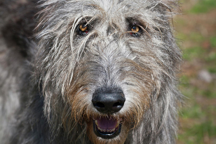 Portrait Of An Irish Wolfhound Photograph by Zandria Muench Beraldo ...