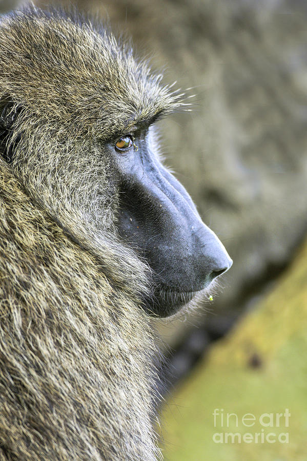 portrait of an Olive baboon Papio anubis Photograph by Eyal Bartov