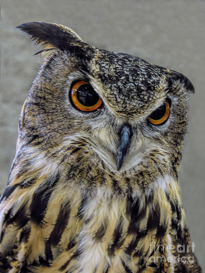 Portrait of an Owl Photograph by Jennie Breeze
