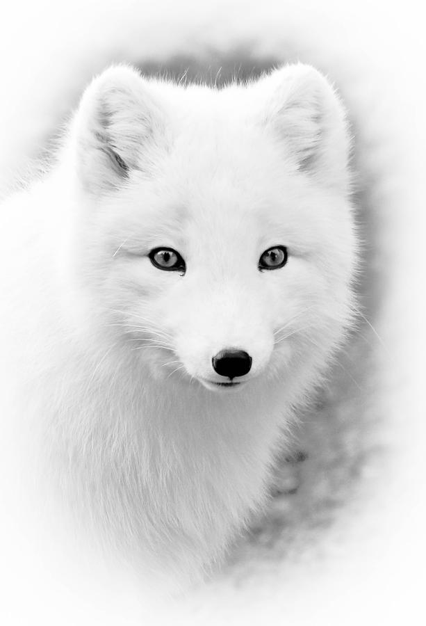 Portrait of Arctic Fox Photograph by Athena Mckinzie