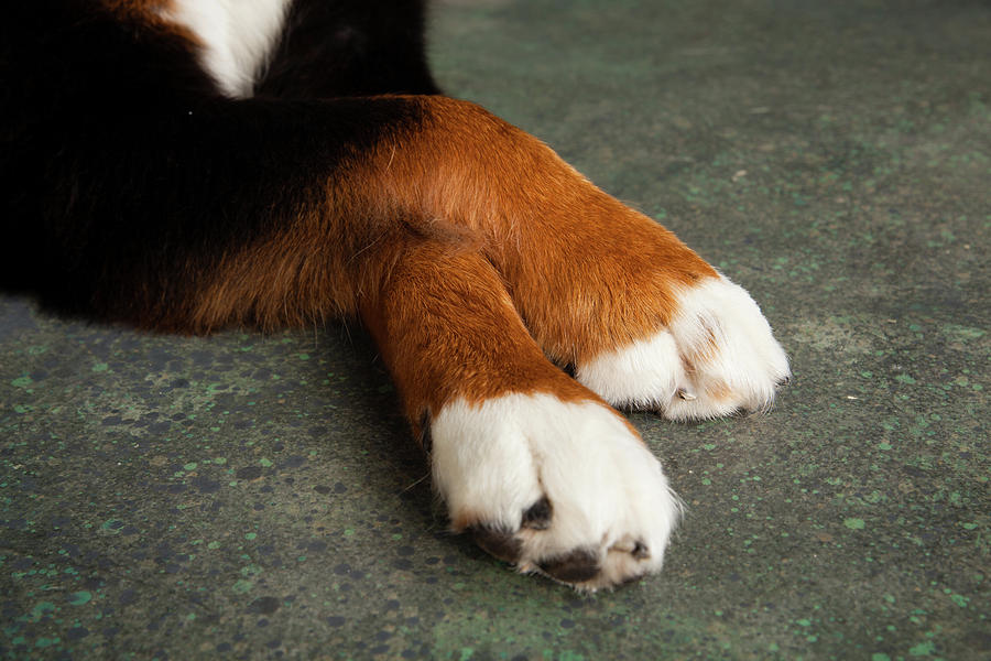 Bernese Mountain Dog Paws Photograph 