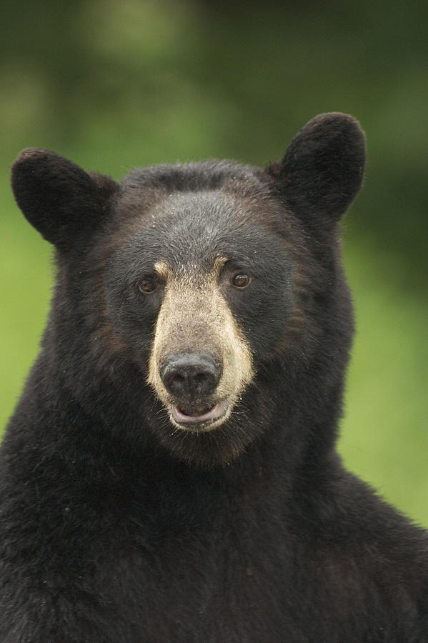 Portrait Of Black Bear Minnesota Summer Photograph by Calvin Hall - Pixels