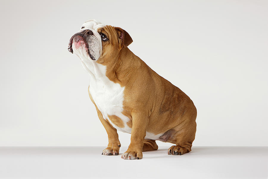 Portrait Of British Bulldog Photograph by Compassionate Eye Foundation/david Leahy