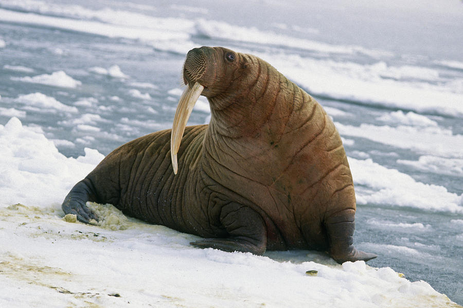 Portrait Of Bull Walrus On Pack Ice Photograph by Steven Kazlowski - Pixels