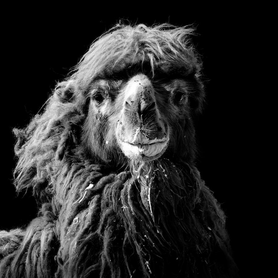 Animal Photograph - Portrait of Camel in black and white by Lukas Holas