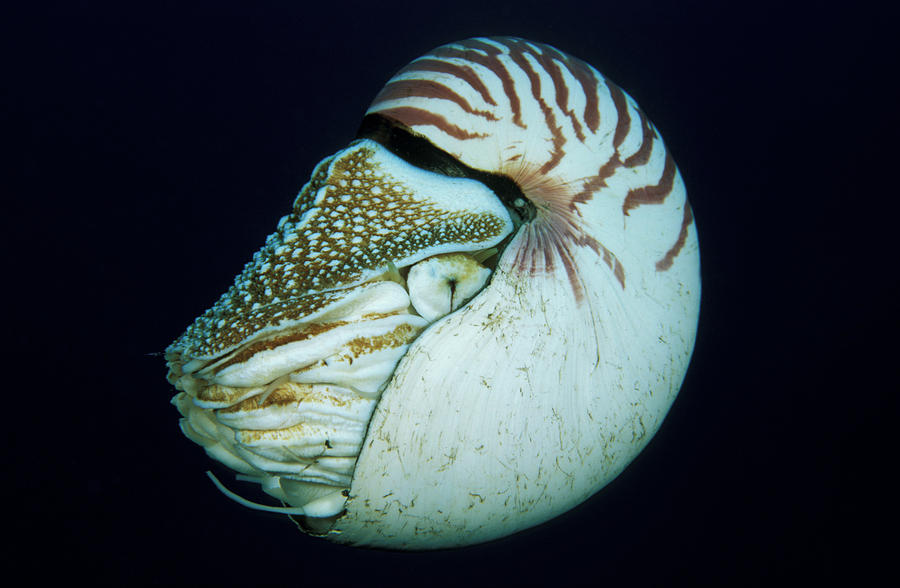 Portrait Of Chambered Nautilus Nautilus Photograph by Jurgen Freund ...