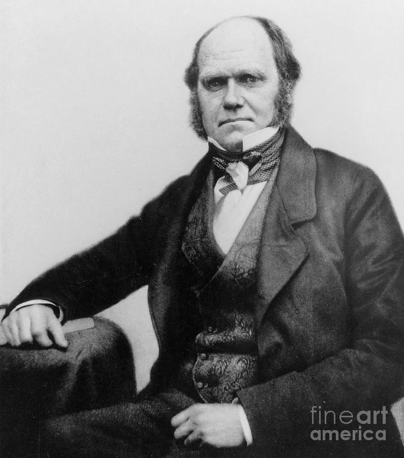 Portrait of Charles Darwin Photograph by English Photographer - Fine ...
