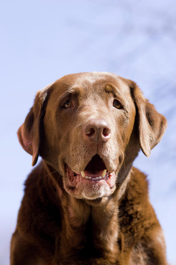 Portrait Of Chocolate Lab Photograph by Nick LaVecchia - Fine Art America