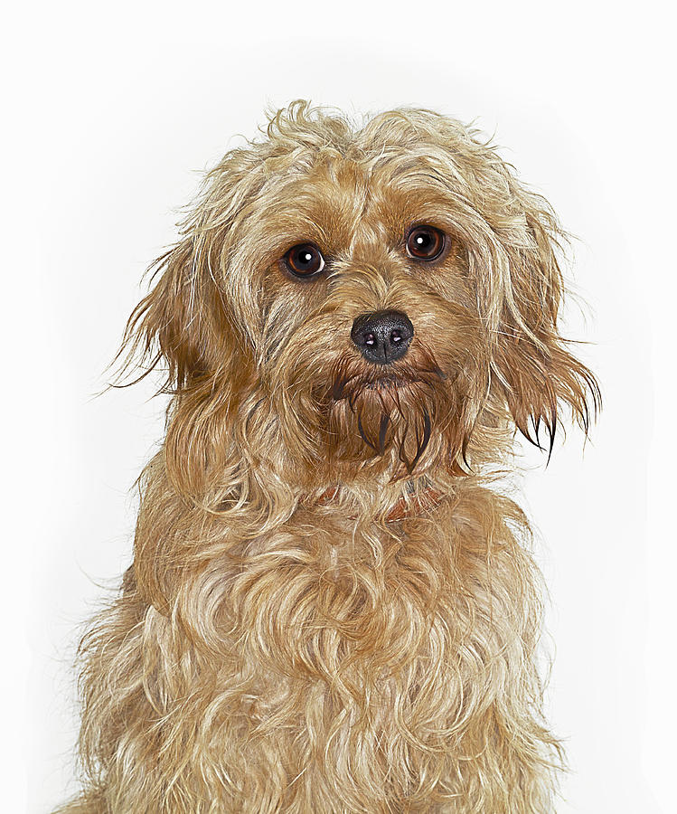 Portrait Of Cockapoo Dog Photograph by Gandee Vasan