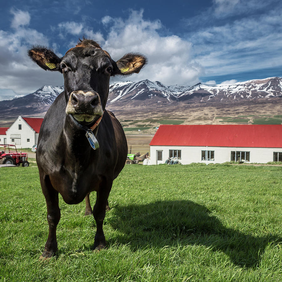 Portrait Of Cow Bull Photograph by Arctic-images