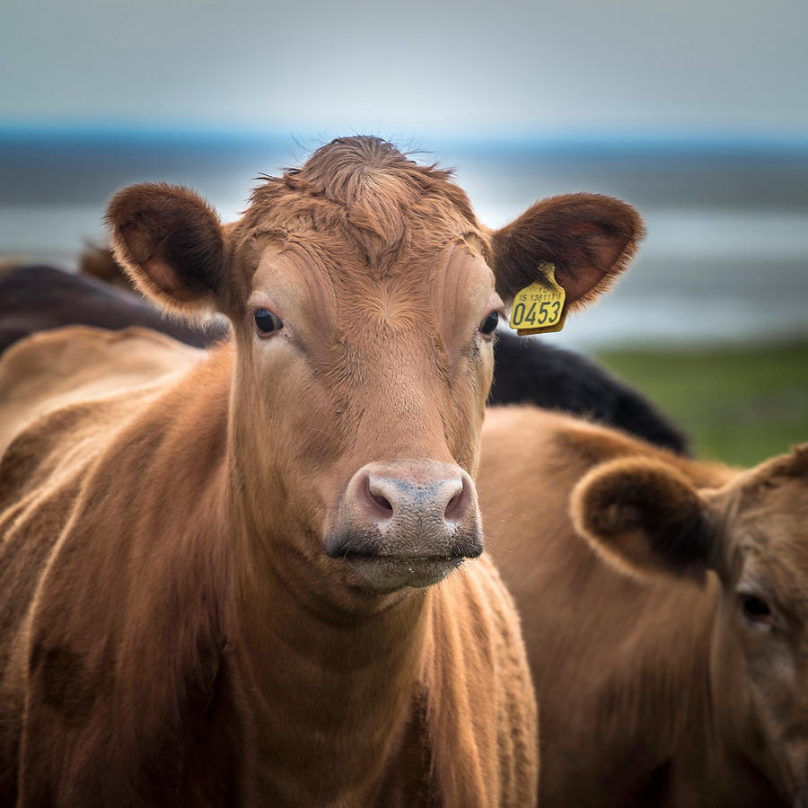 Cow Photograph - Portrait Of Cows Grazing, Iceland by Panoramic Images