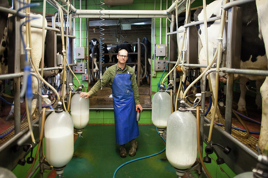 Portrait Of Dairy Farmer Milking Cows Photograph by Christopher Kimmel