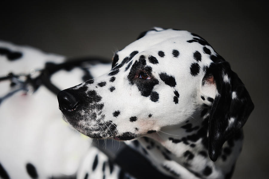 Portrait of Dalmation Dog. Kokkie Photograph by Jenny Rainbow