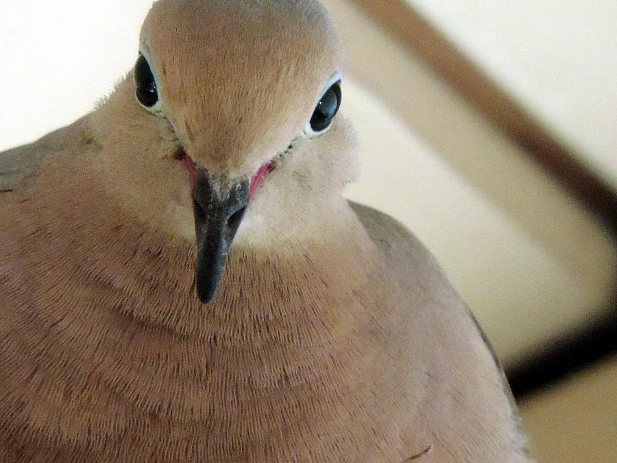Portrait Of Dove Photograph by Eric Forster