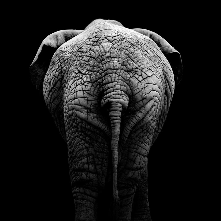 elephant photography black and white