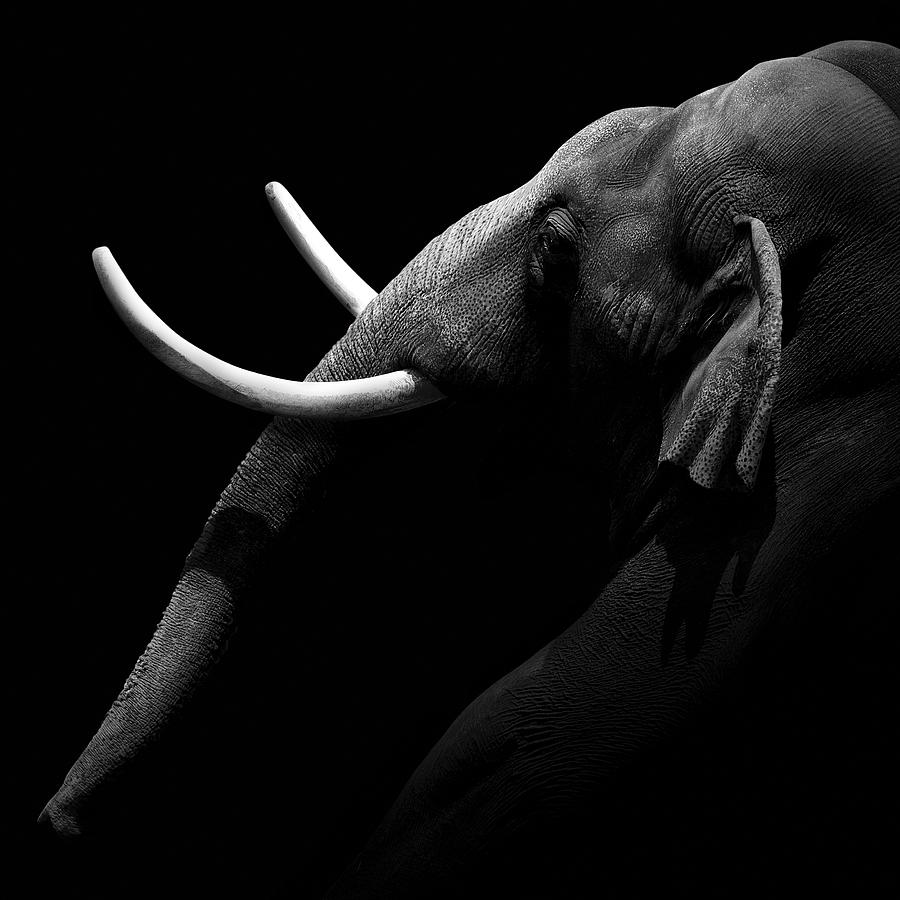 Animal Photograph - Portrait of Elephant in black and white by Lukas Holas