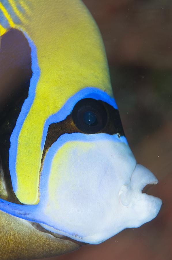 Portrait of Emperor angelfish Photograph by Science Photo Library ...