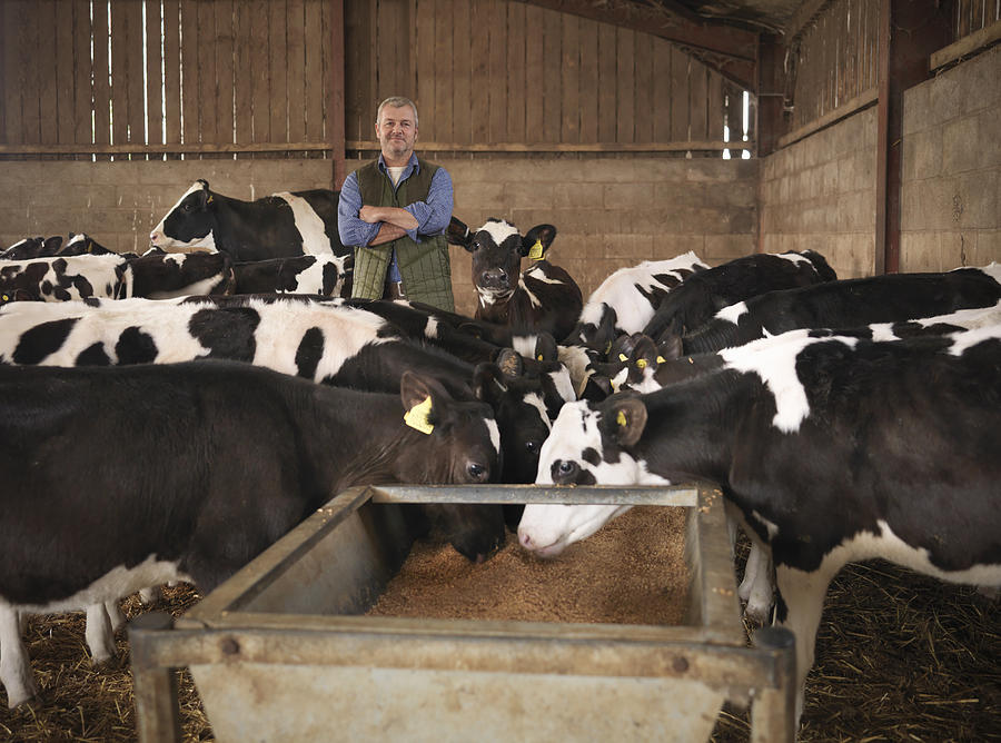 Portrait of farmer and calves feeding from trough in farm shed Photograph by Monty Rakusen