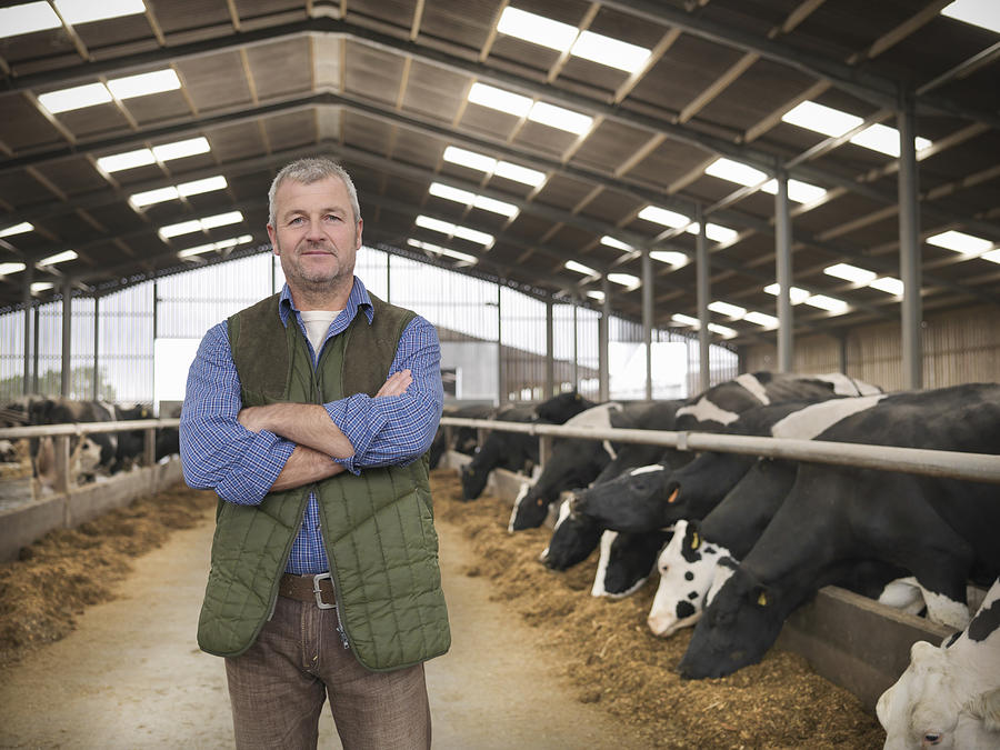 Portrait of farmer with arms folded in barn with cows on dairy farm Photograph by Monty Rakusen