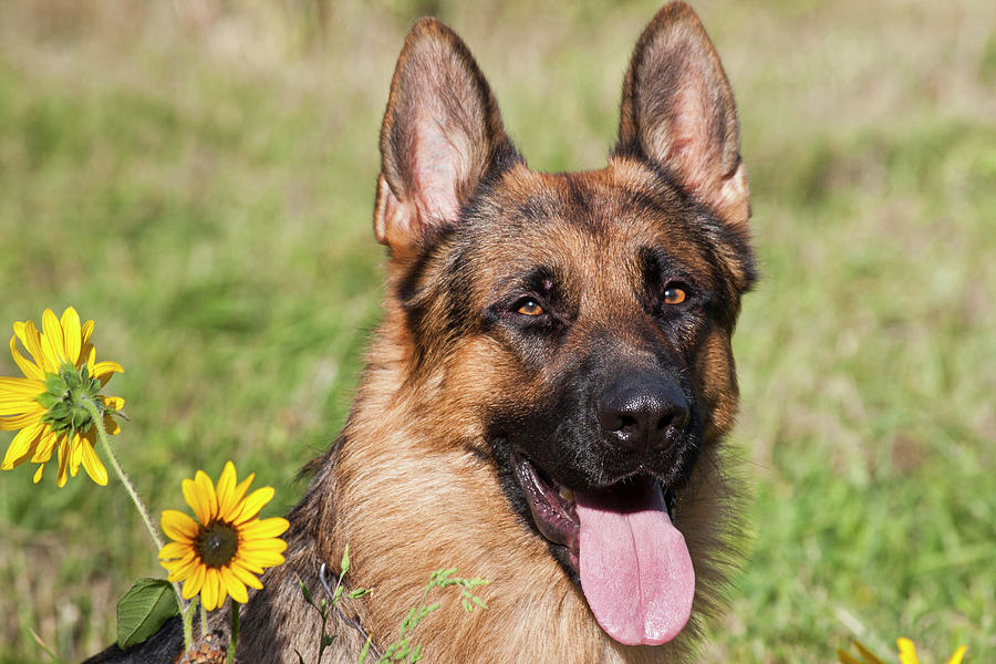 Portrait Of German Shepherd Sitting Photograph by Zandria Muench Beraldo