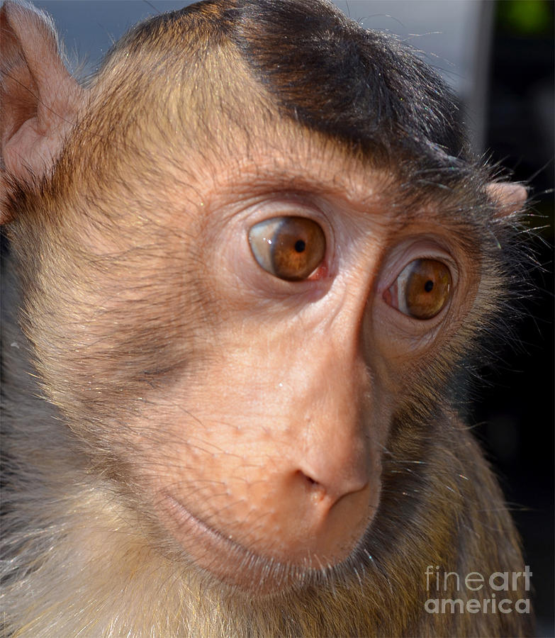 Portrait of Gibi the Baby Monkey  Photograph by Jim Fitzpatrick