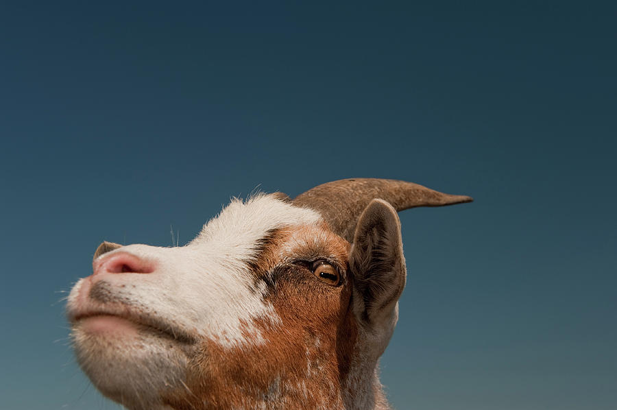 Portrait Of Goat Photograph by Thomas Winz