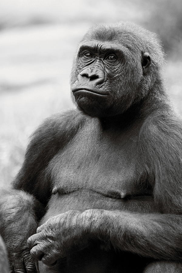 Portrait of Gorilla - Black and White Photograph by Angela Rath