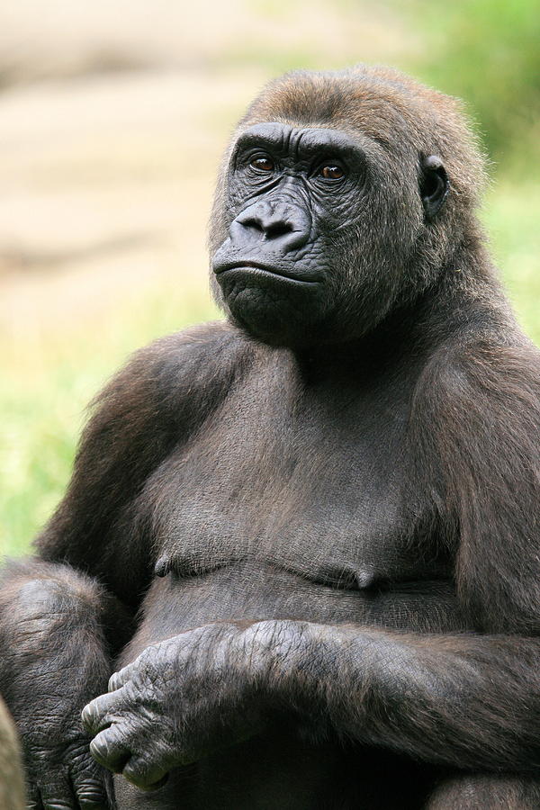 Portrait of Gorilla Photograph by Angela Rath