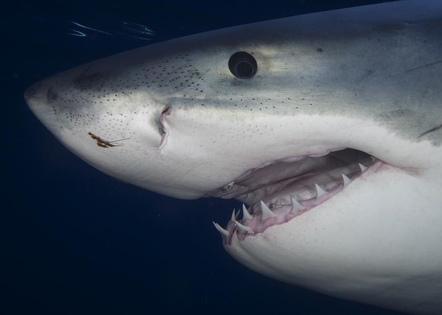 Portrait of Great White Shark Photograph by Cdascher