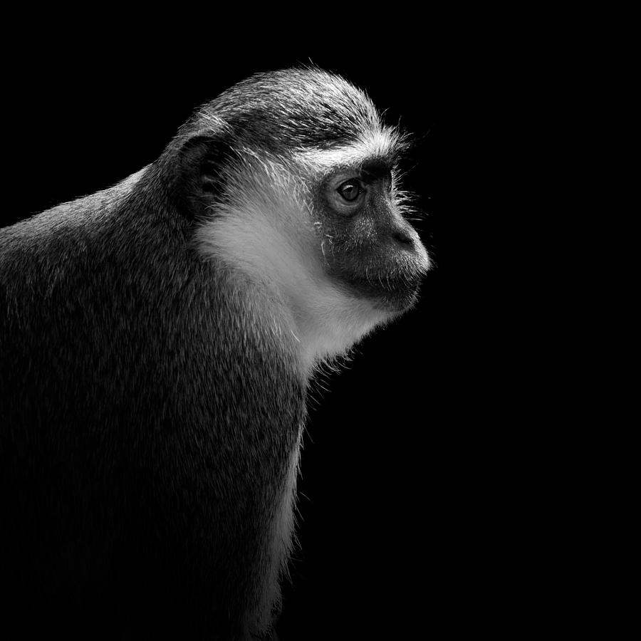 Green Monkey Photograph - Portrait of Green monkey in black and white by Lukas Holas