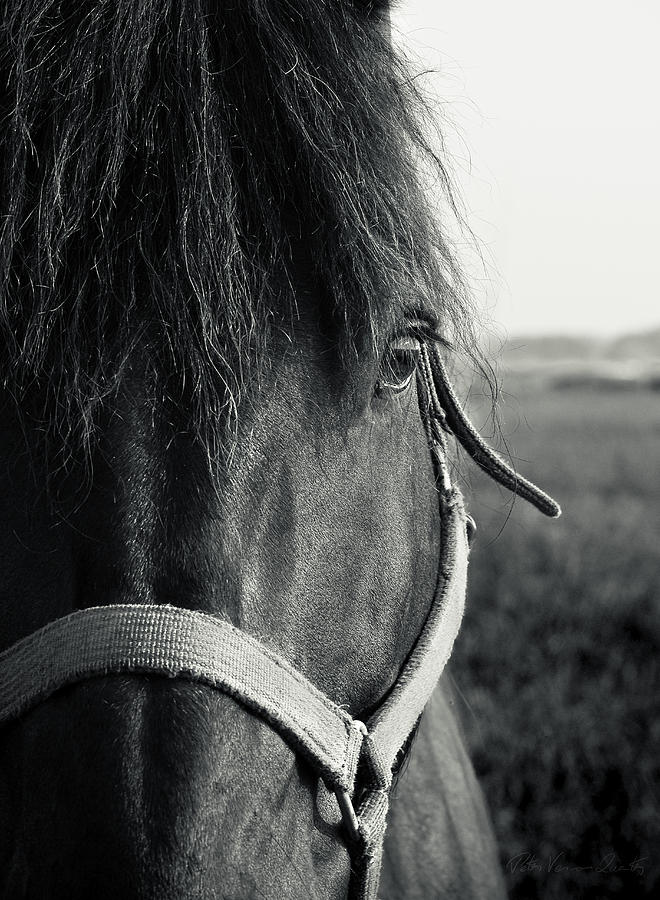 Portrait of Horse in black and white Photograph by Peter V Quenter