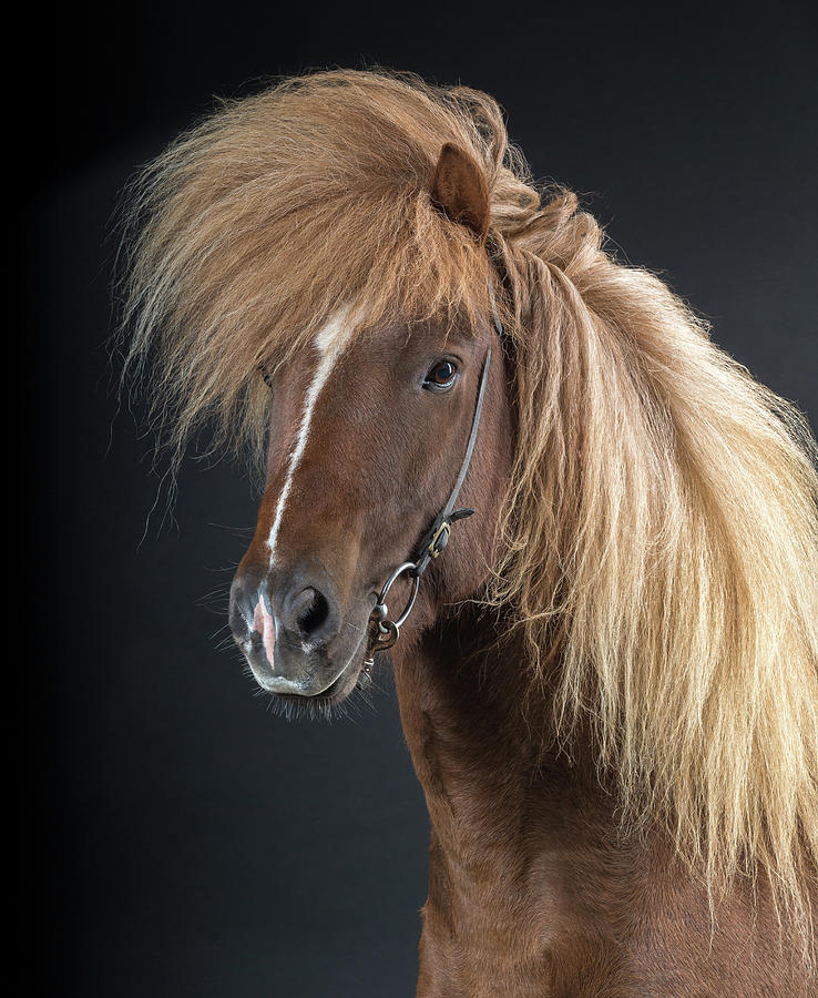 Portrait Of Icelandic Horse, Iceland Photograph by Arctic-images