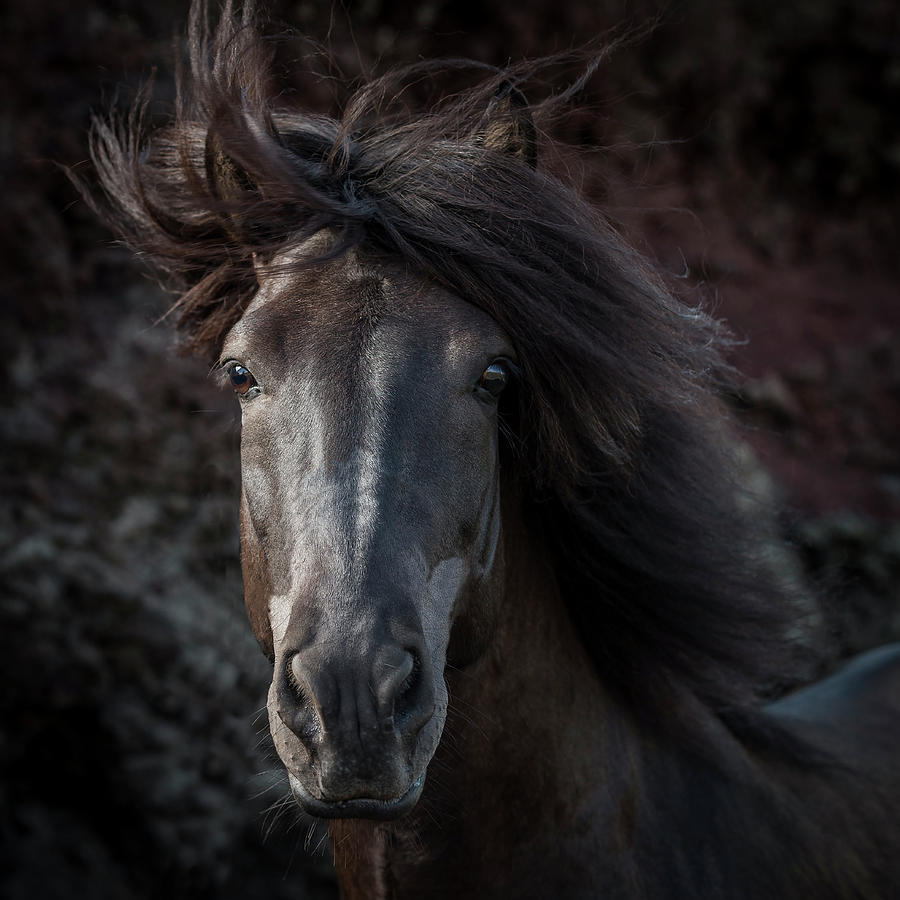 Portrait Of Icelandic Stallion, Iceland Photograph by Arctic-images