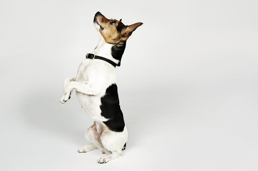 Portrait of Jack Russell dog sitting up on his bac Photograph by Flashpop
