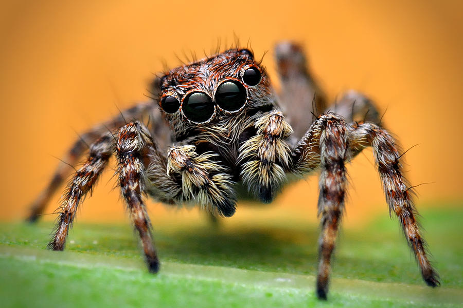 Portrait of jumping spider Photograph by Xbn83