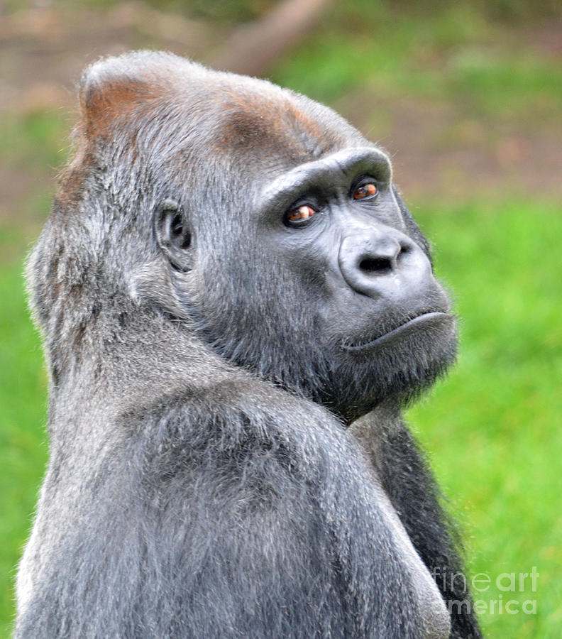 Nature Photograph - Portrait of King Kongs Cousin II by Jim Fitzpatrick