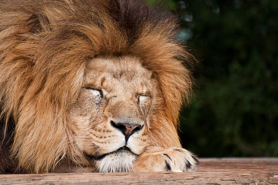 Portrait of King of the Jungle Lion Panthera Leo big cat Photograph by ...