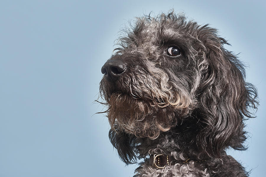 Portrait of Labradoodle with humorous expression Photograph by Jamie Garbutt