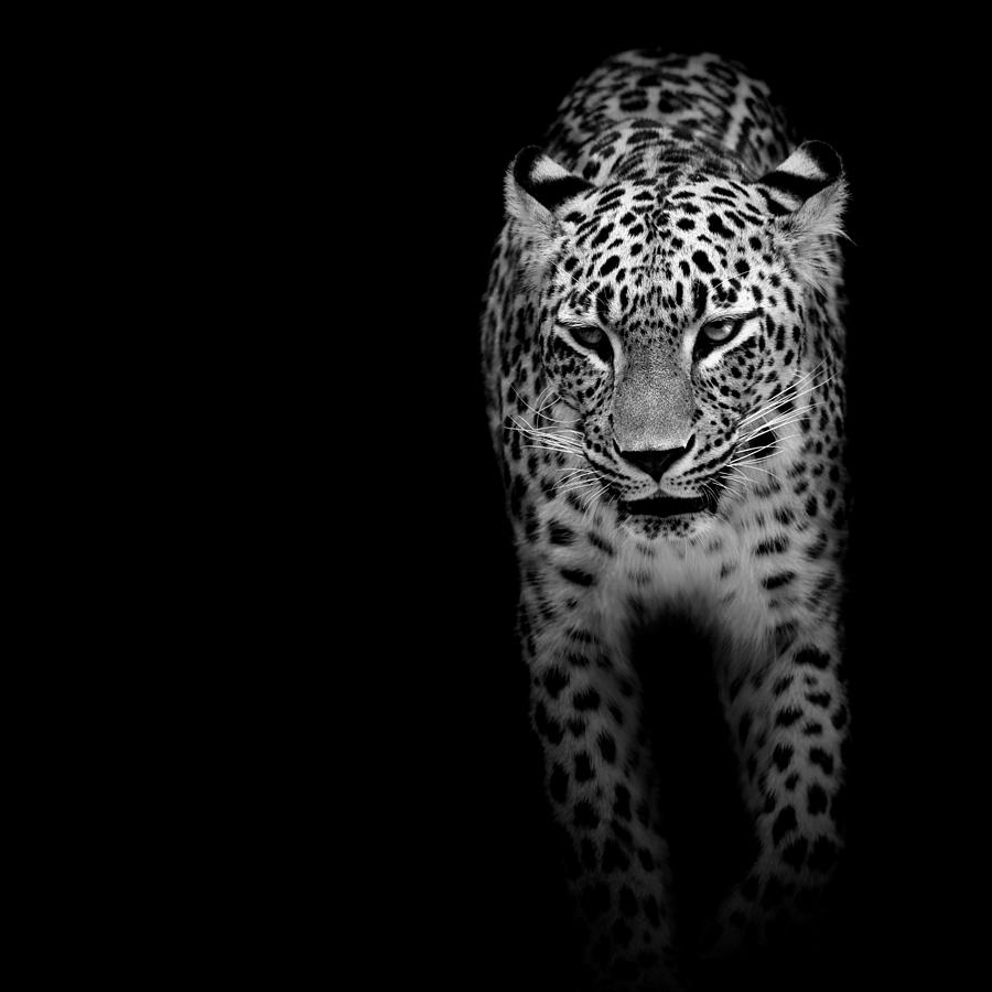 Leopard Photograph - Portrait of Leopard in black and white II by Lukas Holas