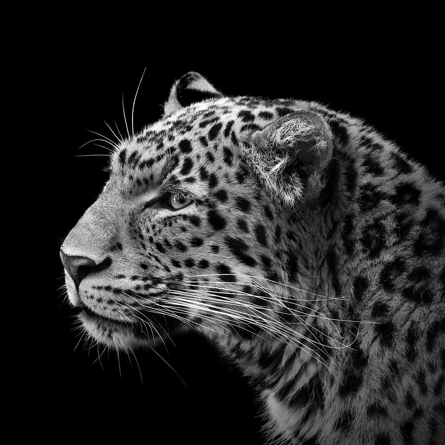 Leopard Photograph - Portrait of Leopard in black and white III by Lukas Holas