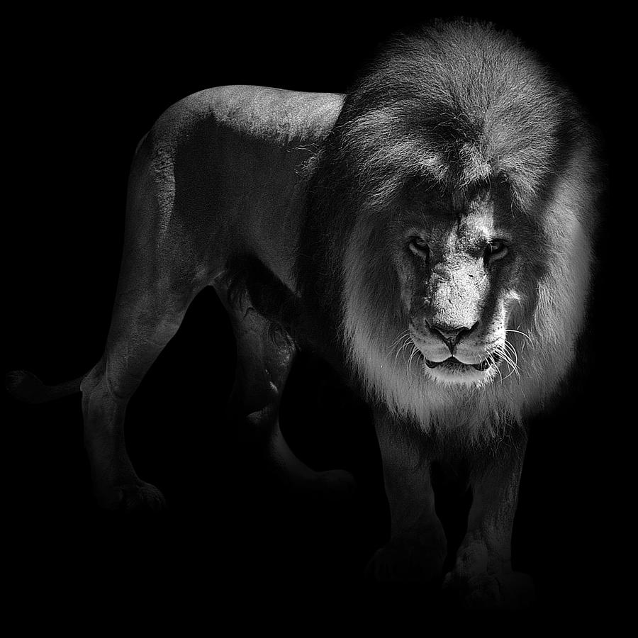 Animal Photograph - Portrait of Lion in black and white by Lukas Holas