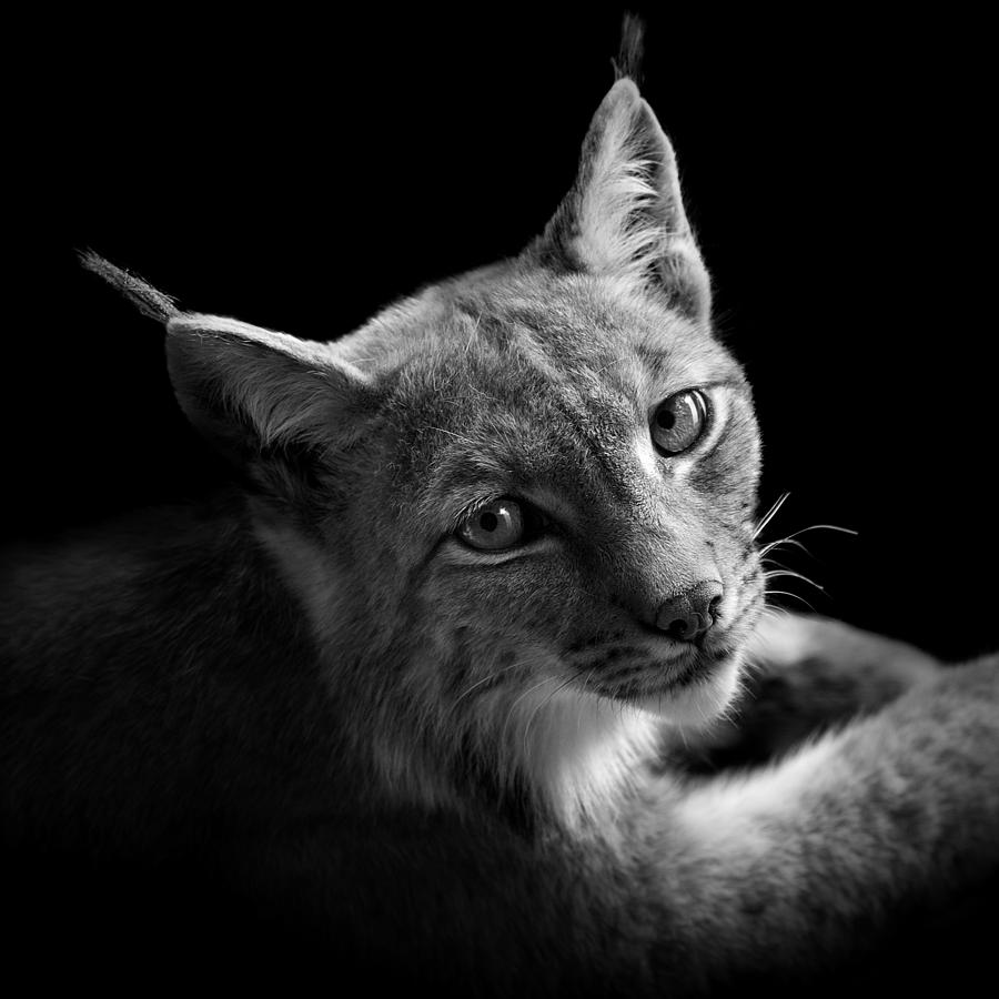 Animal Photograph - Portrait of Lynx in black and white II by Lukas Holas