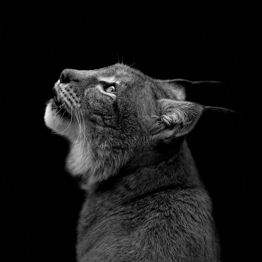 Lynx Photograph - Portrait of Lynx in black and white by Lukas Holas