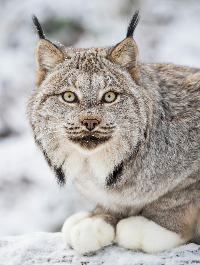 Portrait Of Lynx Lynx Canadensis Lying Photograph by Josh Miller ...