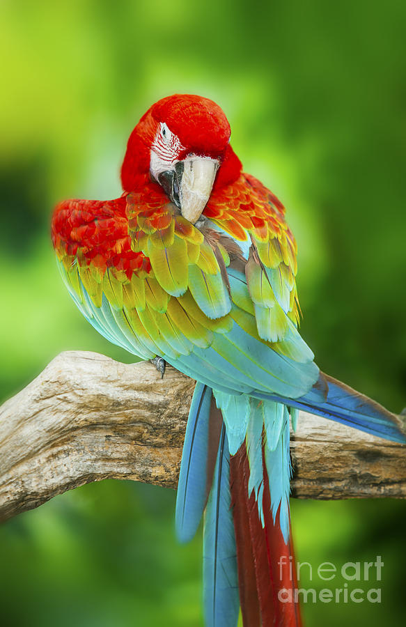 Portrait of Macaw Photograph by Anek Suwannaphoom
