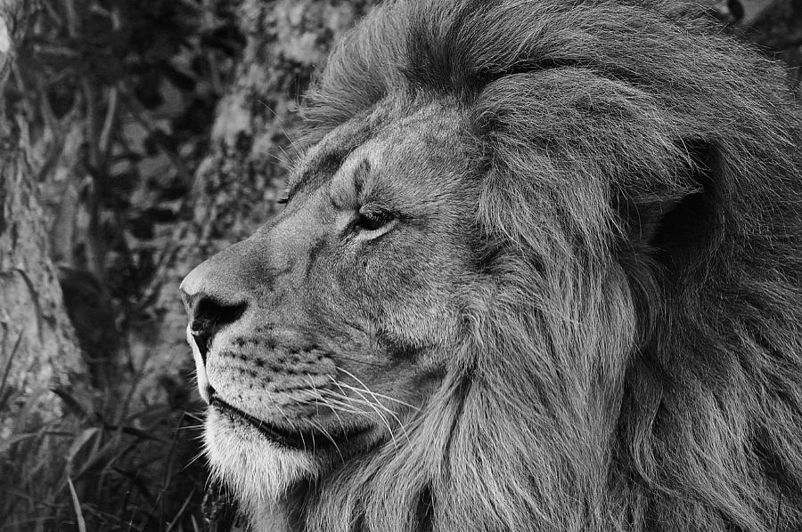 Portrait of Majesty Photograph by Mark Janeck | Fine Art America